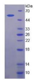 SDS-PAGE (MRC2-825H).jpg